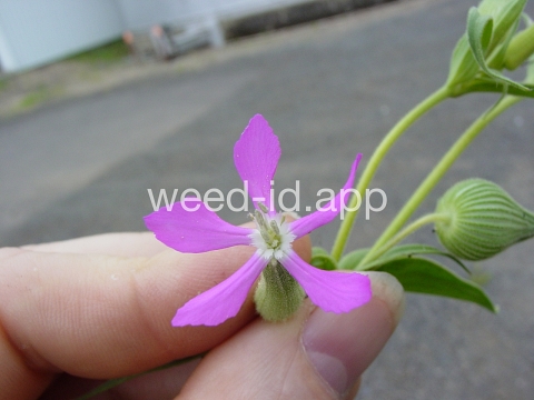 catchfly, cone